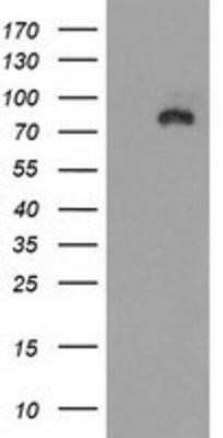 Western Blot: SAP102 Antibody (OTI3F2) - Azide and BSA Free [NBP2-73985] - HEK293T cells were transfected with the pCMV6-ENTRY control (Left lane) or pCMV6-ENTRY SAP102 (Right lane) cDNA for 48 hrs and lysed. Equivalent amounts of cell lysates (5 ug per lane) were separated by SDS-PAGE and immunoblotted with anti-SAP102.