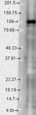 Western Blot: SAP102 Antibody (S19-2) [NBP1-21672] - Rat brain extract