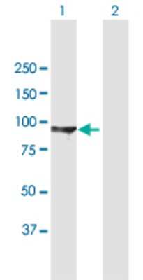 Western Blot: SAP102 Antibody [H00001741-B01P] - Analysis of DLG3 expression in transfected 293T cell line by DLG3 polyclonal antibody.  Lane 1: DLG3 transfected lysate(89.87 KDa). Lane 2: Non-transfected lysate.