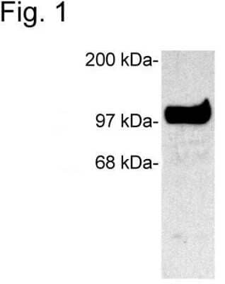 Western Blot: SAP102 Antibody [NB100-2063] - Analysis of SAP102 on extract from COS cells transfected with rat SAP102.