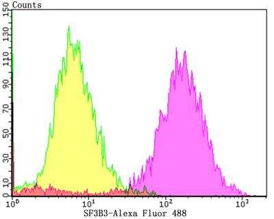 Flow Cytometry: SAP130 Antibody (JG63-53) [NBP2-76869] - Flow cytometric analysis of LOVO cells with SF3B3 antibody at 1/100 dilution (yellow) compared with an unlabelled control (cells without incubation with primary antibody; purple).Alexa Fluor 488-conjugated goat anti-rabbit IgG was used as the secondary antibody.
