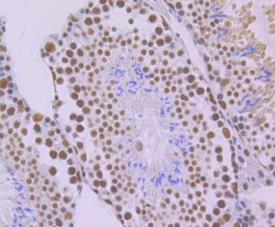 Immunohistochemistry: SAP130 Antibody (JG63-53) [NBP2-76869] - Immunohistochemical analysis of paraffin-embedded mouse testis tissue using anti-SF3B3 antibody. Counter stained with hematoxylin.