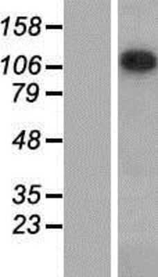 Western Blot Sin3A-associated protein Overexpression Lysate