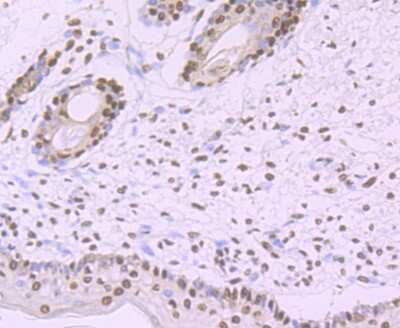 Immunohistochemistry-Paraffin: SAP155 Antibody (JB40-32) [NBP2-75656] - Analysis of paraffin-embedded human skin tissue using anti-SF3B1 antibody. Counter stained with hematoxylin.