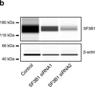 <b>Independent Antibodies Validation, Biological Strategies Validation and Genetic Strategies Validation.</b>Knockdown Validated: SAP155 Antibody [NB100-55255] - In vivo Smarce1-binding sites were detected by chromatin immunoprecipitation using a SMARCE1 antibody. Cropped gel images representing typical results from ChIP assays in: the regulatory module located from the transcription initiation site +1 to -1415, which includes the basic promoter (gata5-Bp), the module located from -1469 to -1892 (gata5-A), the module located from -7823 to -8213 (gata5-B) and the module located from -16805 to -17147 (gata5-C). IgG, Smarce1, Smarca4, Arid1a and Pbrm indicate the PCR products from genomic DNA precipitated using the corresponding antibody. WT and Mut indicate the source of genomic DNA. The input is the PCR product from the total input genomic DNA. Full-length gels are presented in Supplementary Figure 3. Image collected and cropped by CiteAb from the following publication (//www.nature.com/articles/s41598-018-33746-8), licensed under a CC-BY license.