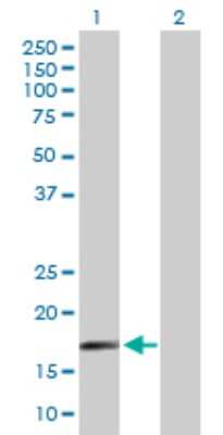 Western Blot: SAP18 Antibody [H00010284-B01P] - Analysis of SAP18 expression in transfected 293T cell line by SAP18 polyclonal antibody.  Lane 1: SAP18 transfected lysate(16.83 KDa). Lane 2: Non-transfected lysate.