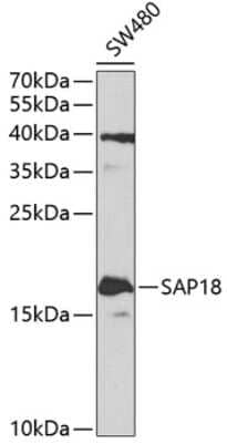 Western Blot SAP18 Antibody - BSA Free