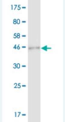 Western Blot: SAP30 Antibody (1D3) [H00008819-M03] - Detection against Immunogen (35.53 KDa) .