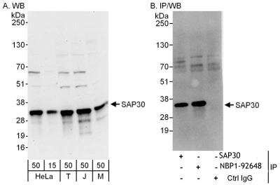 Immunoprecipitation SAP30 Antibody - BSA Free