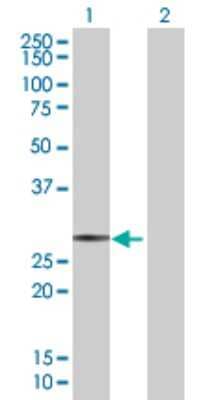 Western Blot: SAP30 Antibody [H00008819-B01P] - Analysis of SAP30 expression in transfected 293T cell line by SAP30 polyclonal antibody.  Lane 1: SAP30 transfected lysate(24.2 KDa). Lane 2: Non-transfected lysate.