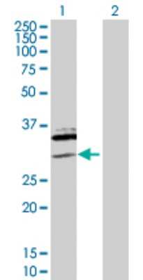 Western Blot: SAP30 Antibody [H00008819-D01P] - Analysis of SAP30 expression in transfected 293T cell line by SAP30 polyclonal antibody.Lane 1: SAP30 transfected lysate(23.30 KDa).Lane 2: Non-transfected lysate.