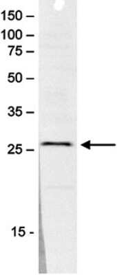 Western Blot SAP30 Antibody - BSA Free