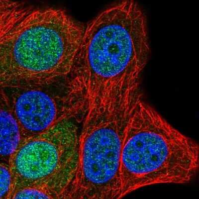 Immunocytochemistry/ Immunofluorescence SAP30L Antibody