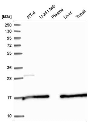 Western Blot SAP30L Antibody