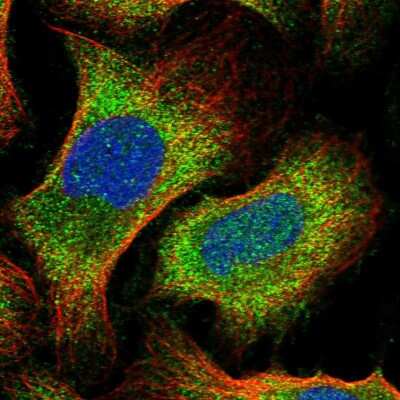 Immunocytochemistry/Immunofluorescence: SAPCD2 Antibody [NBP1-91740] - Staining of human cell line U-2 OS shows localization to nucleus & cytosol. Antibody staining is shown in green.
