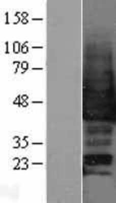 Western Blot p38 gamma/SAPK3 Overexpression Lysate