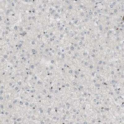 Immunohistochemistry-Paraffin: SARG Antibody [NBP1-81956] - Staining of human liver shows low expression as expected.