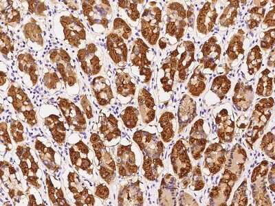 Immunohistochemistry-Paraffin: SARG Antibody [NBP2-97505] - Immunochemical staining of human SARG in human stomach with rabbit polyclonal antibody at 1:200 dilution, formalin-fixed paraffin embedded sections.