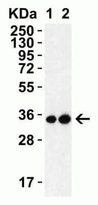 Western Blot: SARS-CoV-2 3CL Protease Antibody [NBP3-07061] - Western Blot Validation with SARS-CoV-2 3CL Protease Protein. Loading: 30 ng per lane of SARS-CoV-2 3CL Protease recombinant protein (10-400). Antibodies: SARS-CoV-2 3CL Protease (NBP3-07061), 1h incubation at RT in 5% NFDM/TBST. Secondary: Goat anti-rabbit IgG HRP conjugate at 1:10000 dilution. Lane 1: 0.5 ug/ml and  Lane 2: 1 ug/ml