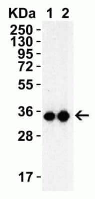 Western Blot: SARS-CoV-2 3CL Protease Antibody [NBP3-07062] - Western Blot Validation with SARS-CoV-2 3CL Protease Protein. Loading: 30 ng per lane of SARS-CoV-2 3CL Protease recombinant protein. Antibodies: SARS-CoV-2 3CL Protease, 1h incubation at RT in 5% NFDM/TBST. Secondary: Goat anti-rabbit IgG HRP conjugate at 1:10000 dilution. Lane 1: 0.5 ug/ml and  Lane 2: 1 ug/ml