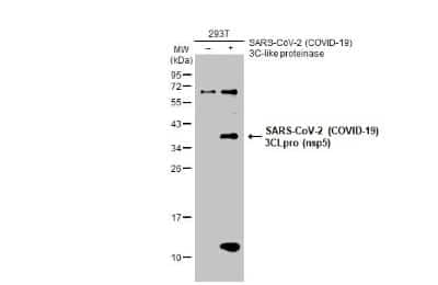 Western Blot: SARS-CoV-2 3CL Protease Antibody [NBP3-13458] - Non-transfected (-) and transfected (+) 293T whole cell extracts (30 ug) were separated by 12% SDS-PAGE, and the membrane was blotted with SARS-CoV-2 (COVID-19) 3CLpro (nsp5) antibody (NBP3-13458) diluted at 1:5000. The HRP-conjugated anti-rabbit IgG antibody (NBP2-19301) was used to detect the primary antibody.