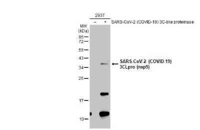 Western Blot: SARS-CoV-2 3CL Protease Antibody [NBP3-13468] - Non-transfected (-) and transfected (+) 293T whole cell extracts (30 ug) were separated by 12% SDS-PAGE, and the membrane was blotted with SARS-CoV-2 (COVID-19) 3CLpro (nsp5) antibody (NBP3-13468) diluted at 1:1000. The HRP-conjugated anti-rabbit IgG antibody (NBP2-19301) was used to detect the primary antibody.