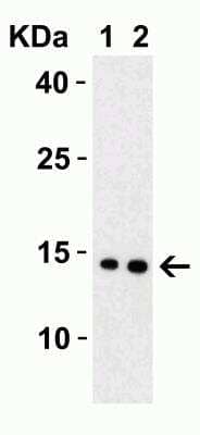 Western Blot: SARS-CoV-2 Membrane Protein Antibody [NBP3-07058] - Western Blot Validation with SARS-CoV-2 Membrane Protein. Loading: 30 ng per lane of SARS-CoV-2 Membrane Protein. Antibodies: SARS-CoV-2 Membrane Protein, 1h incubation at RT in 5% NFDM/TBST. Secondary: Goat anti-rabbit IgG HRP conjugate at 1:10000 dilution. Lane 1: 0.25 ug/ml and  Lane 2: 0.5 ug/ml