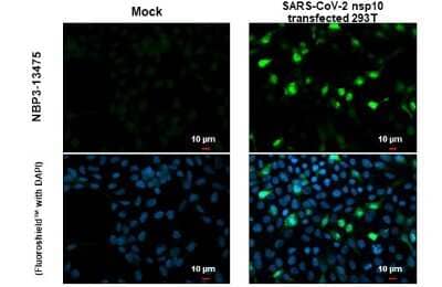 Immunocytochemistry/Immunofluorescence: SARS-CoV-2 NSP10 Antibody [NBP3-13475] - SARS-CoV-2 (COVID-19) nsp10 antibody detects SARS-CoV-2 (COVID-19) nsp10 protein at cytoplasm by immunofluorescent analysis. Sample: Mock and transfected transfected 293T cells were fixed in 4% paraformaldehyde at RT for 15 min. Green: SARS-CoV-2 (COVID-19) nsp10 stained by SARS-CoV-2 (COVID-19) nsp10 antibody (NBP3-13475) diluted at 1:2000.