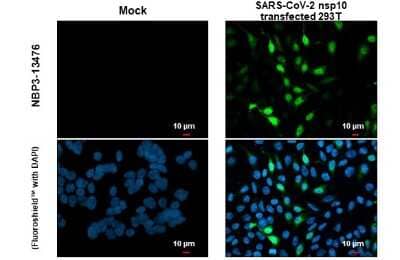 Immunocytochemistry/Immunofluorescence: SARS-CoV-2 NSP10 Antibody [NBP3-13476] - SARS-CoV-2 (COVID-19) nsp10 antibody detects SARS-CoV-2 (COVID-19) nsp10 protein at cytoplasm by immunofluorescent analysis. Sample: Mock and transfected transfected 293T cells were fixed in 4% paraformaldehyde at RT for 15 min. Green: SARS-CoV-2 (COVID-19) nsp10 stained by SARS-CoV-2 (COVID-19) nsp10 antibody (NBP3-13476) diluted at 1:2000.