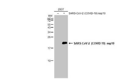 Western Blot SARS-CoV-2 NSP10 Antibody - BSA Free