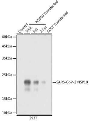 Western Blot: SARS-CoV-2 NSP10 Antibody [NBP3-16002] - Western blot analysis of extracts of normal 293T cells, 293T transfected with NSP10 Protein and 293T transfected with SOST Protein, using SARS-CoV-2 NSP10 antibody (NBP3-16002) at 1:10000 dilution. Secondary antibody: HRP Goat Anti-Rabbit IgG (H+L) at 1:10000 dilution. Lysates/proteins: 25ug per lane. Blocking buffer: 3% nonfat dry milk in TBST. Detection: ECL Basic Kit. Exposure time: 1s.