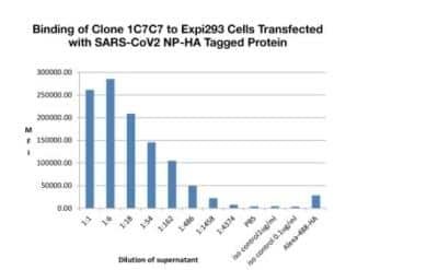 N/A: SARS-CoV-2 Nucleocapsid Antibody (1C7C7) [NBP3-07043] - Exp1293 cells were transfected with expression plasmid coding for SARS-CoV-2 Nucleocapsid and incubated for 48 hours. Cells were permeabilized, incubated with dilutions of supernatant collected from cells transfected with DNA plasmids coding for the heavy and light chains of 1C7 and binding identified by the addition of goat anti-mouse IgG FITC.