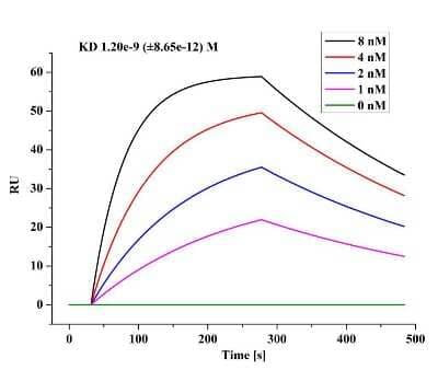 Surface Plasmon Resonance: SARS-CoV-2 Nucleocapsid Antibody (ARC5077-01-02) - Azide and BSA Free [NBP3-05764] - Cat. No. NBP3-05764, captured on COOH chip can bind AB1 with an affinity constant of 1.20nM as determined in a LSPR assay .