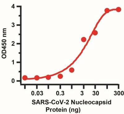 Sandwich ELISA: SARS-CoV-2 Nucleocapsid Antibody [NBP3-07039] - Sandwich ELISA for SARS-CoV-2 Nucleocapsid Matched Pair Antibodies. A sandwich ELISA was performed using SARS-CoV-2 Nucleocapsid antibody (NBP3-07039, 2ug/ml) as capture antibody, a nucleocapsid recombinant protein as the binding protein, and the anti-SARS-CoV-2 Nucleocapsid antibody (NBP3-07068, 0.5ug/ml) as the detection antibody.  Secondary: Goat anti-mouse IgG HRP conjugate at 1:20000 dilution. Detection range is from 0.03 ng to 300 ng. EC50 = 15.82 ng