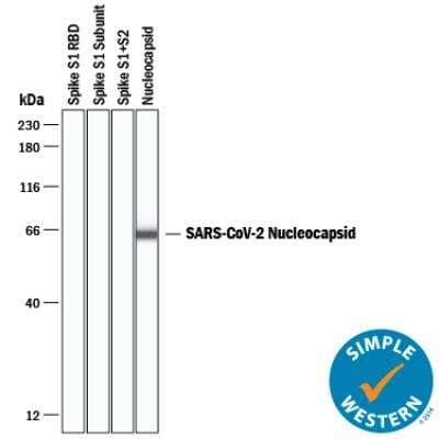 Simple Western: SARS-CoV-2 Nucleocapsid Antibody [NBP3-00510] - Simple Western lane view shows recombinant SARS-CoV-2 Spike S1 RBD (receptor binding domain) protein (negative sample), recombinant SARS-CoV-2 Spike S1 subunit protein (negative sample), recombinant SARS-CoV-2 Spike S1/S2 subunit protein (negative sample), and recombinant SARS-CoV-2 Nucleocapsid protein, loaded at 0.2 mg/mL. Specific bands were detected for SARS-CoV-2 Nucleocapsid at approximately 60 kDa (as indicated) using 20 ug/mL of Rabbit Anti-SARS-CoV-2 Nucleocapsid Polyclonal Antibody (Catalog # NBP3-00510). This experiment was conducted under reducing conditions and using the 12-230 kDa separation system.