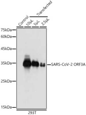 Western Blot: SARS-CoV-2 ORF3a Antibody [NBP3-15985] - Western blot analysis of extracts of 293T cells, using SARS-CoV-2 ORF3a antibody (NBP3-15985) at 1:5000 dilution. Secondary antibody: HRP Goat Anti-Rabbit IgG (H+L) at 1:10000 dilution. Lysates/proteins: 25ug per lane. Blocking buffer: 3% nonfat dry milk in TBST. Detection: ECL Basic Kit. Exposure time: 90s.