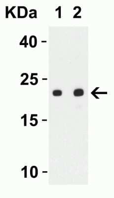 Western Blot SARS-CoV-2 ORF3b Antibody - BSA Free