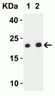 Western Blot SARS-CoV-2 ORF3b Antibody - BSA Free