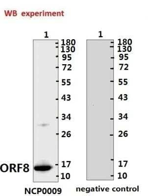 Western Blot SARS-CoV-2 ORF8 Antibody - BSA Free