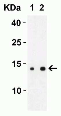 Western Blot SARS-CoV-2 ORF8 Antibody - BSA Free