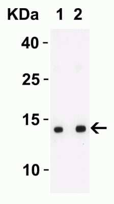 Western Blot: SARS-CoV-2 ORF8 Antibody [NBP3-11935] - Western Blot Validation with SARS-CoV-2 (COVID-19) ORF8 Protein. Loading: 30 ng per lane of SARS-CoV-2 (COVID-19) ORF8 recombinant protein. Antibodies: SARS-CoV-2 ORF8, NBP3-11935, 1h incubation at RT in 5% NFDM/TBST. Secondary: Goat anti-rabbit IgG HRP conjugate at 1:10000 dilution. Lane 1: 1 ug/mL and  Lane 2: 2 ug/mL