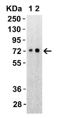Western Blot: SARS-CoV-2 Spike S2 Antibody [NBP3-05700] - Validation with SARS-CoV-2 Spike S2 ECD Recombinant Protein Loading: 30 ng per lane of SARS-CoV-2 Spike S2 ECD recombinant protein, 1h incubation at RT in 5% NFDM/TBST. Secondary: Goat anti-rabbit IgG HRP conjugate at 1:10000 dilution. Lane 1: 1 ug/mL and Lane 2: 2 ug/mL.