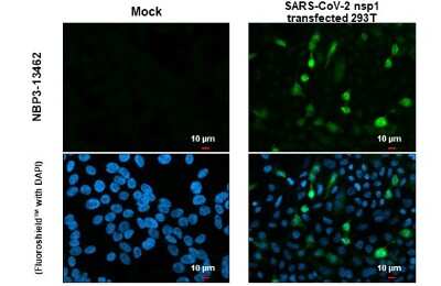 Immunocytochemistry/Immunofluorescence: SARS-CoV-2 nsp1 Antibody [NBP3-13462] - SARS-CoV-2 (COVID-19) nsp1 antibody detects SARS-CoV-2 (COVID-19) nsp1 protein at cytoplasm by immunofluorescent analysis. Sample: Mock and transfected transfected 293T cells were fixed in 4% paraformaldehyde at RT for 15 min. Green: SARS-CoV-2 (COVID-19) nsp1 stained by SARS-CoV-2 (COVID-19) nsp1 antibody (NBP3-13462) diluted at 1:2000.