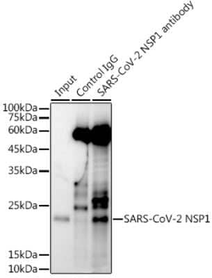 Immunoprecipitation: SARS-CoV-2 nsp1 Antibody [NBP3-15978] - Immunoprecipitation analysis of 600ug extracts of 293T cells using 3ug SARS-CoV-2 nsp1 antibody (NBP3-15978). Western blot was performed from the immunoprecipitate using SARS-CoV-2 nsp1 antibody (NBP3-15978) at a dilition of 1:1000.