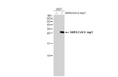 Western Blot SARS-CoV-2 nsp1 Antibody