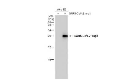 Western Blot: SARS-CoV-2 nsp1 Antibody [NBP3-13466] - Non-transfected (-) and transfected (+) Vero E6 whole cell extracts (30 ug) were separated by 15% SDS-PAGE, and the membrane was blotted with SARS-CoV-2 (COVID-19) nsp1 antibody (NBP3-13466) diluted at 1:5000. The HRP-conjugated anti-rabbit IgG antibody (NBP2-19301) was used to detect the primary antibody.