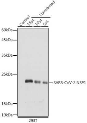 Western Blot: SARS-CoV-2 nsp1 Antibody [NBP3-15978] - Western blot analysis of extracts of normal 293T cells 293T transfected with NSP1 Protein, using SARS-CoV-2 nsp1 antibody (NBP3-15978) at 1:1000 dilution. Secondary antibody: HRP Goat Anti-Rabbit IgG (H+L) at 1:10000 dilution. Lysates/proteins: 25ug per lane. Blocking buffer: 3% nonfat dry milk in TBST. Detection: ECL Basic Kit. Exposure time: 10s.