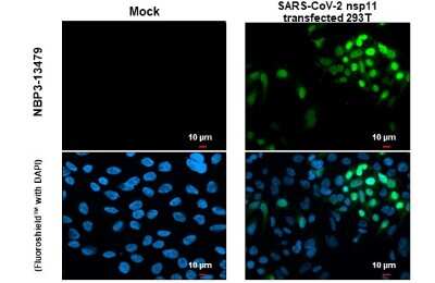 Immunocytochemistry/Immunofluorescence: SARS-CoV-2 nsp11 Antibody [NBP3-13479] - SARS-CoV-2 (COVID-19) nsp11 antibody detects SARS-CoV-2 (COVID-19) nsp11 protein at cytoplasm by immunofluorescent analysis. Sample: Mock and transfected transfected 293T cells were fixed in 4% paraformaldehyde at RT for 15 min. Green: SARS-CoV-2 (COVID-19) nsp11 stained by SARS-CoV-2 (COVID-19) nsp11 antibody (NBP3-13479) diluted at 1:2000.
