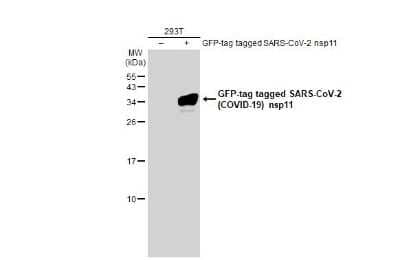 Western Blot: SARS-CoV-2 nsp11 Antibody [NBP3-13479] - Non-transfected (-) and transfected (+) 293T whole cell extracts (30 ug) were separated by 15% SDS-PAGE, and the membrane was blotted with SARS-CoV-2 (COVID-19) nsp11 antibody (NBP3-13479) diluted at 1:5000. The HRP-conjugated anti-rabbit IgG antibody (NBP2-19301) was used to detect the primary antibody.