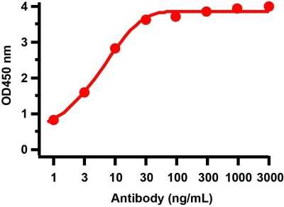 ELISA: SARS-CoV-2 nsp15 Antibody [NBP3-11932] - ELISA Validation with SARS-CoV-2 (COVID-19) NSP15 Protein Antibodies: SARS-CoV-2 nsp15 Antibody, NBP3-11932. A direct ELISA was performed using SARS-CoV-2 NSP15 recombinant protein as coating antigen and the anti-SARS-CoV-2 nsp15 antibody as the capture antibody. Secondary: Goat anti-rabbit IgG HRP conjugate at 1:20000 dilution. Detection range is from 1 ng/mL to 3000 ng/mL